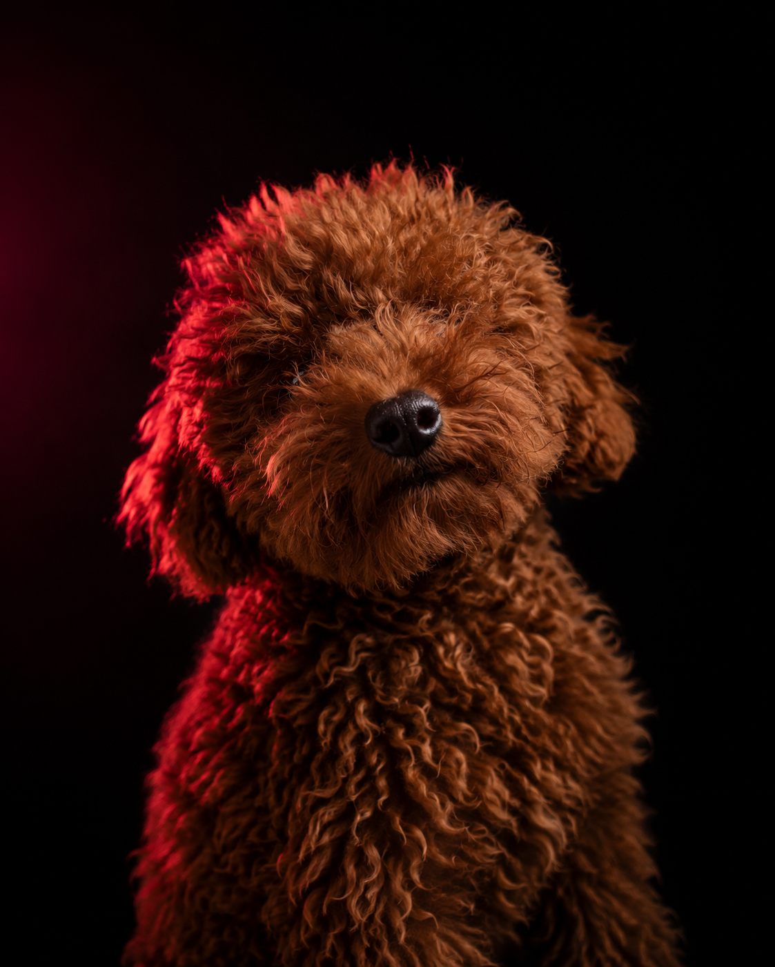 Nugget, Fur-End Developer at Xorh